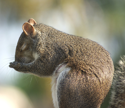 Image result for praying squirrel